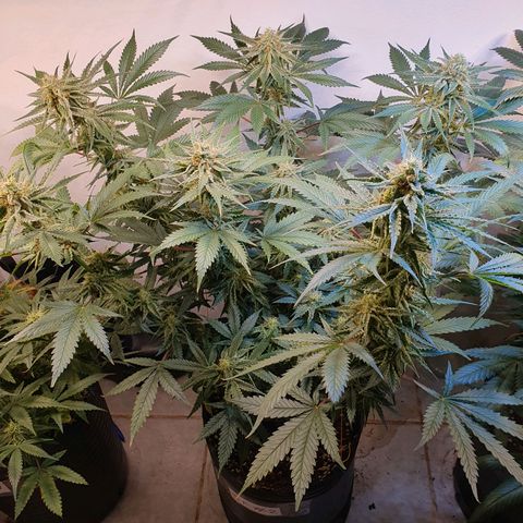 Sour Fields #2 growlog timeline photo
