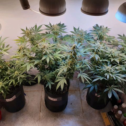 Sour Fields #2 growlog timeline photo