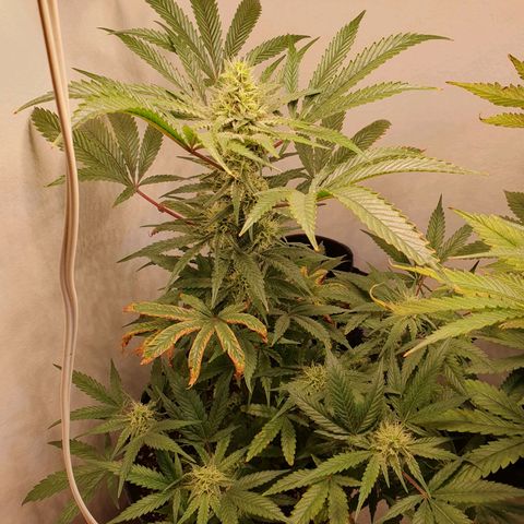 Sour Fields #1 growlog timeline photo