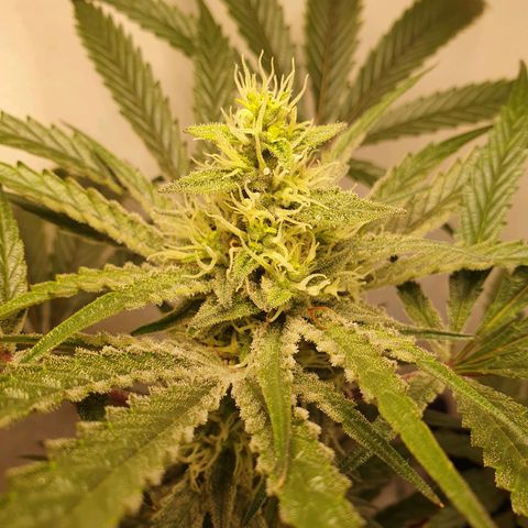 Sour Fields #1 growlog timeline photo