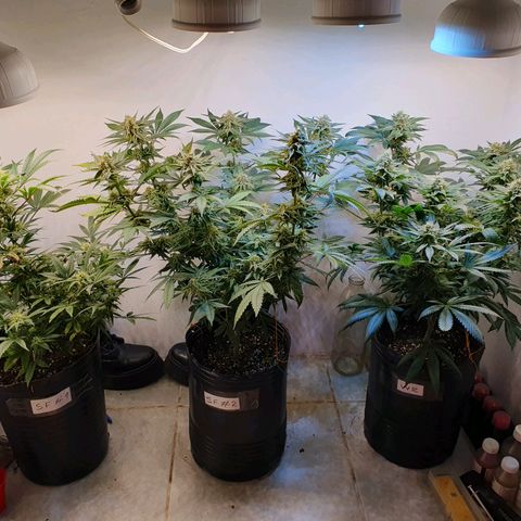 Sour Fields #2 growlog timeline photo