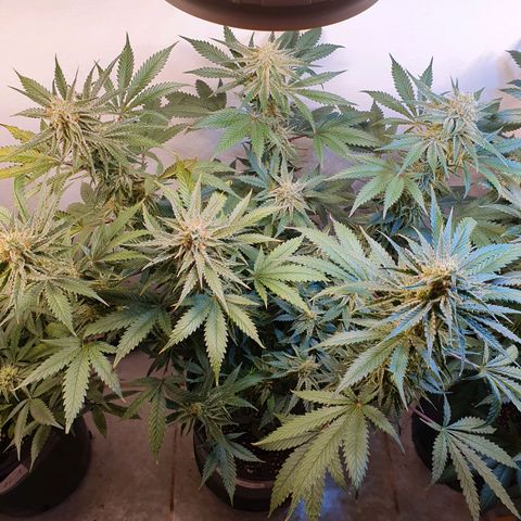 Sour Fields #2 growlog timeline photo