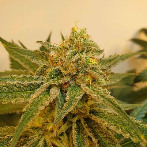 Sour Fields #2 growlog timeline photo