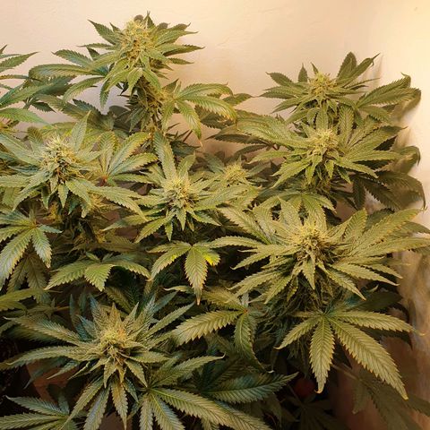 White Roquefort growlog timeline photo