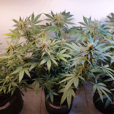 Sour Fields #2 growlog timeline photo
