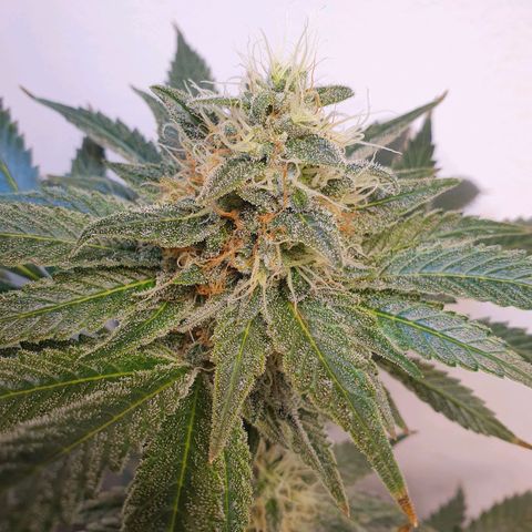 White Roquefort growlog timeline photo