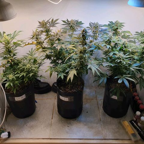 Sour Fields #2 growlog timeline photo