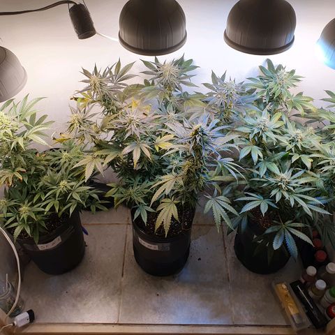 Sour Fields #2 growlog timeline photo