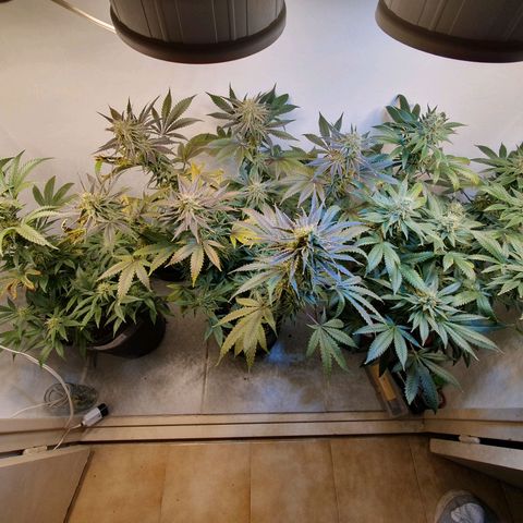 Sour Fields #2 growlog timeline photo