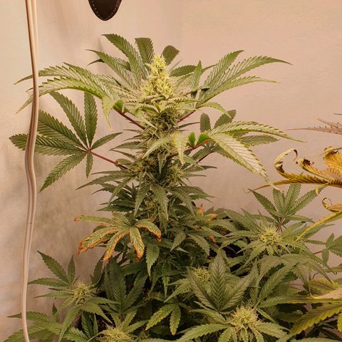 Sour Fields #1 growlog timeline photo