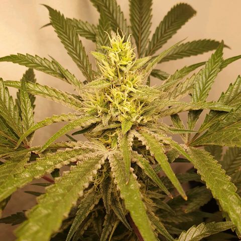 Sour Fields #1 growlog timeline photo