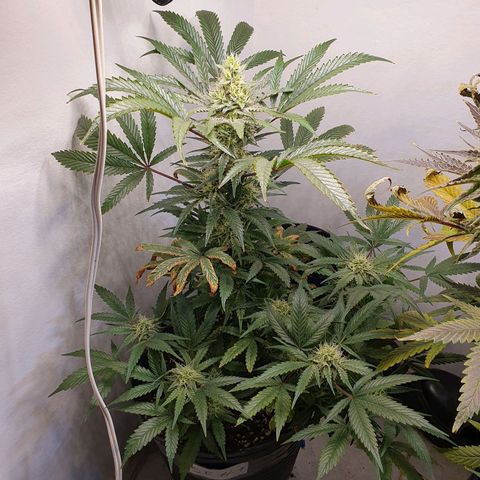 Sour Fields #1 growlog timeline photo