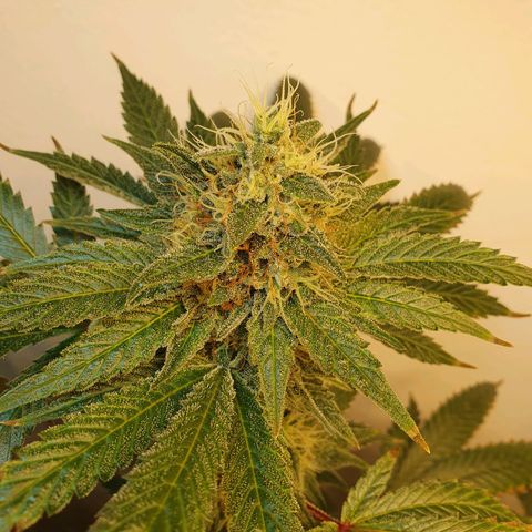White Roquefort growlog timeline photo
