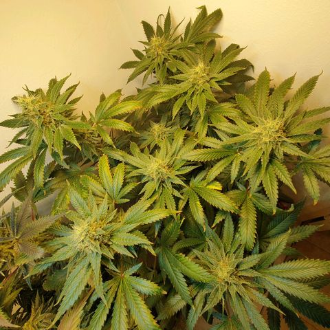 White Roquefort growlog timeline photo