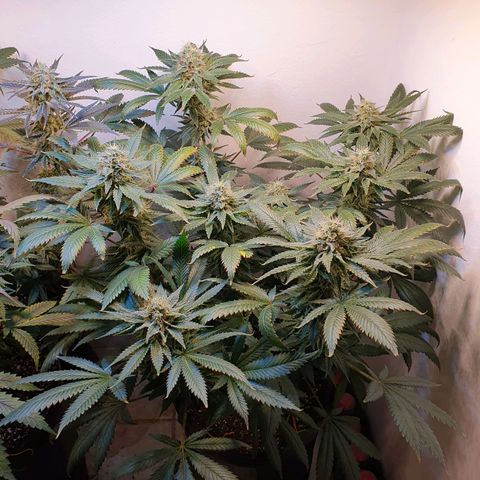 White Roquefort growlog timeline photo