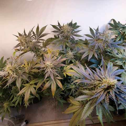 Sour Fields #2 growlog timeline photo