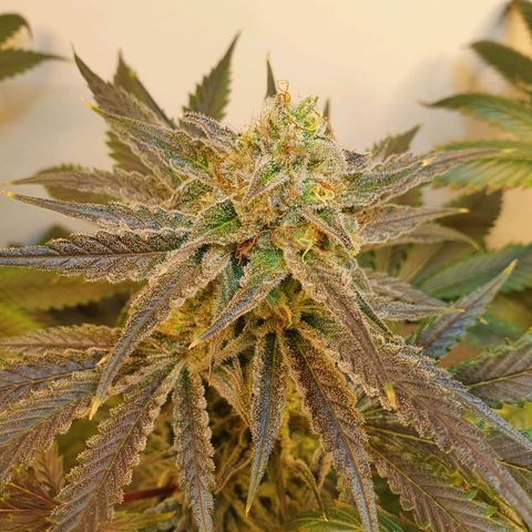 Sour Fields #2 growlog timeline photo