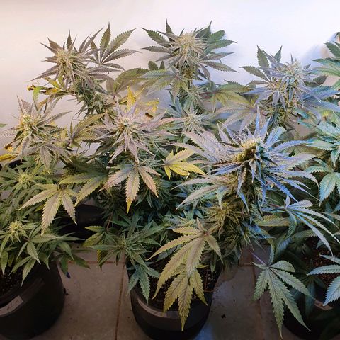 Sour Fields #2 growlog timeline photo