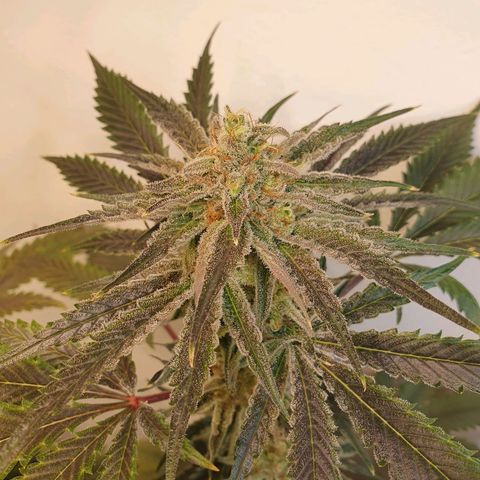 Sour Fields #2 growlog timeline photo