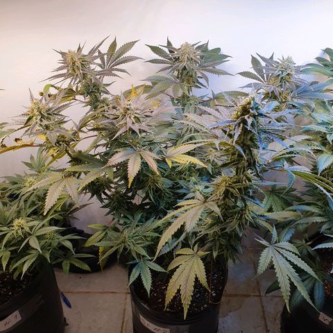 Sour Fields #2 growlog timeline photo