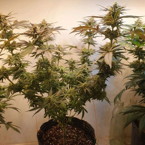 Sour Fields #2 growlog timeline photo