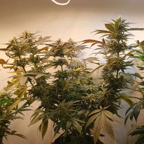 Sour Fields #2 growlog timeline photo