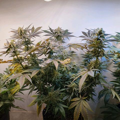 Sour Fields #2 growlog timeline photo