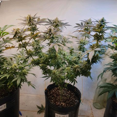 Sour Fields #2 growlog timeline photo