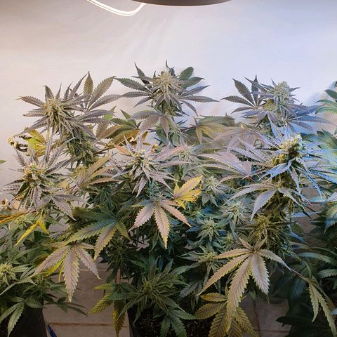 Sour Fields #2 growlog timeline photo