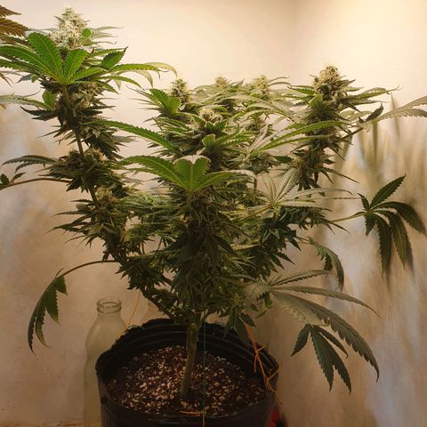 White Roquefort growlog timeline photo