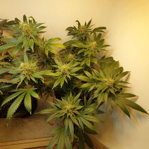 White Roquefort growlog timeline photo