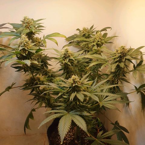 White Roquefort growlog timeline photo