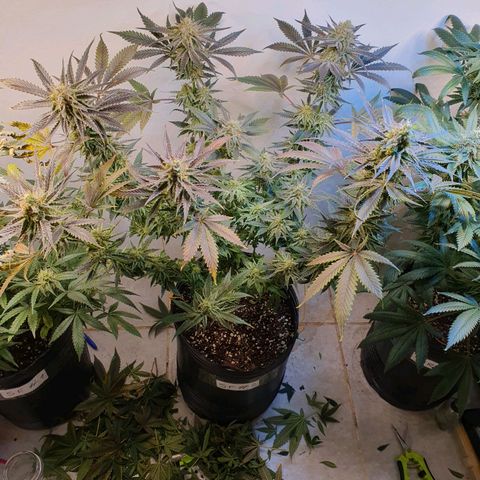 Sour Fields #2 growlog timeline photo