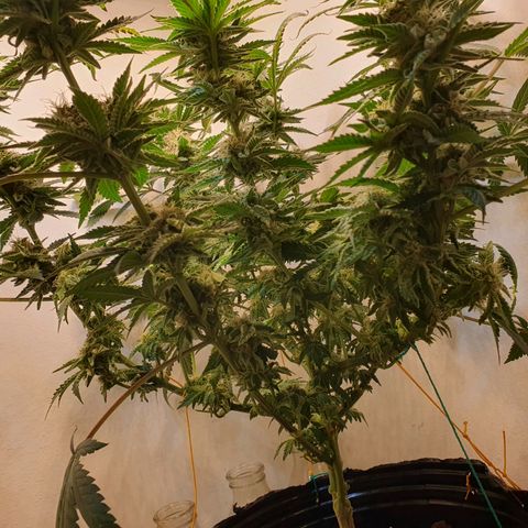 White Roquefort growlog timeline photo
