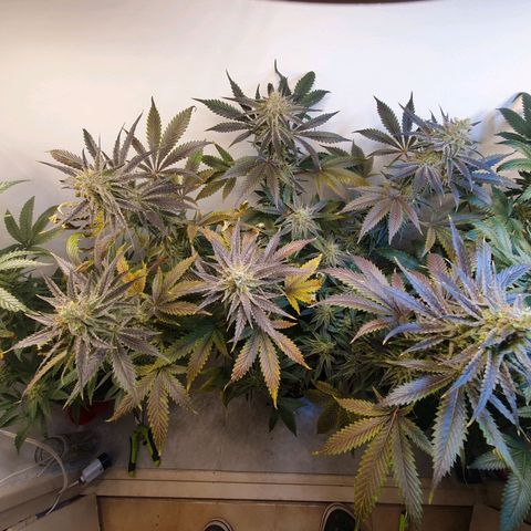 Sour Fields #2 growlog timeline photo