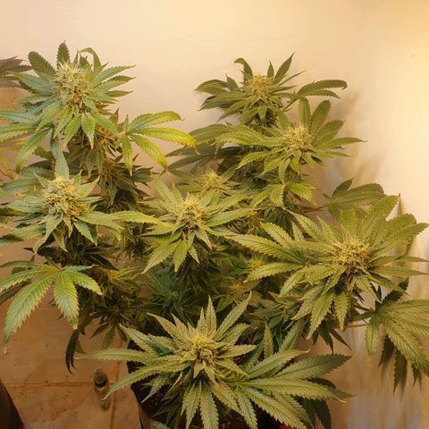 White Roquefort growlog timeline photo