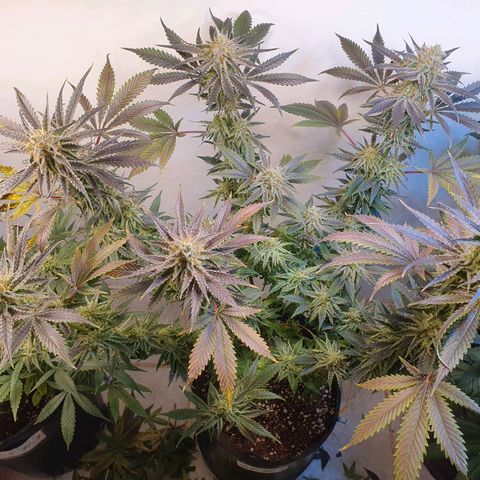 Sour Fields #2 growlog timeline photo