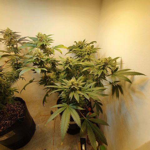 White Roquefort growlog timeline photo