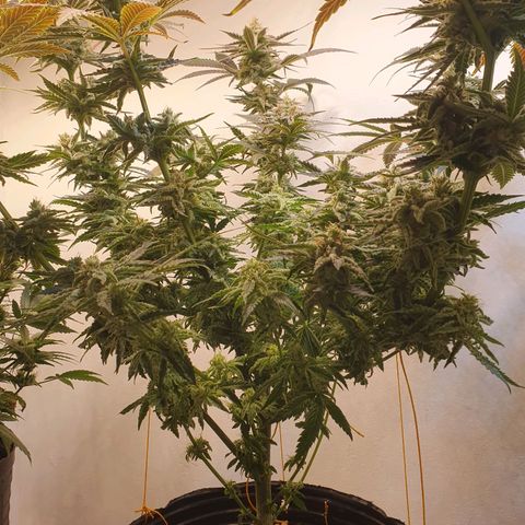 White Roquefort growlog timeline photo