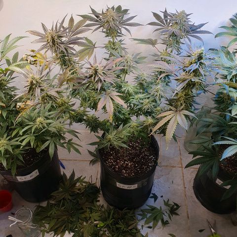 Sour Fields #2 growlog timeline photo
