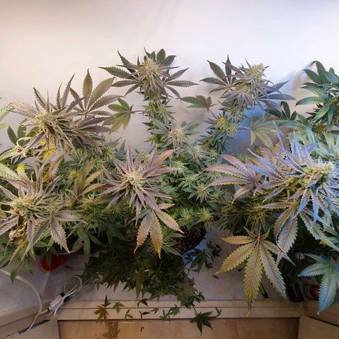 Sour Fields #2 growlog timeline photo