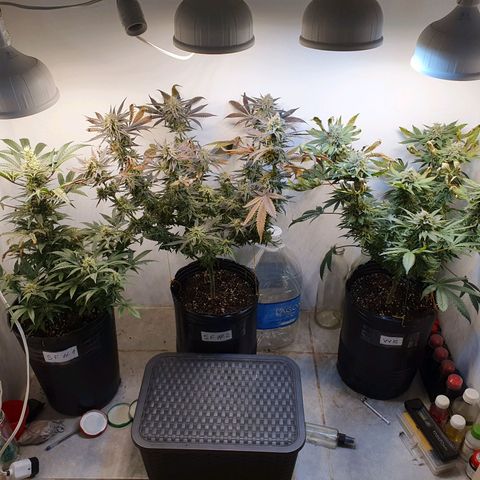 Sour Fields #2 growlog timeline photo
