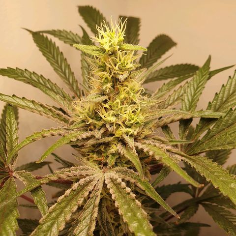 Sour Fields #1 growlog timeline photo