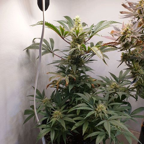Sour Fields #1 growlog timeline photo
