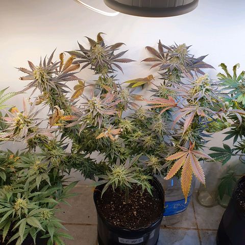 Sour Fields #2 growlog timeline photo