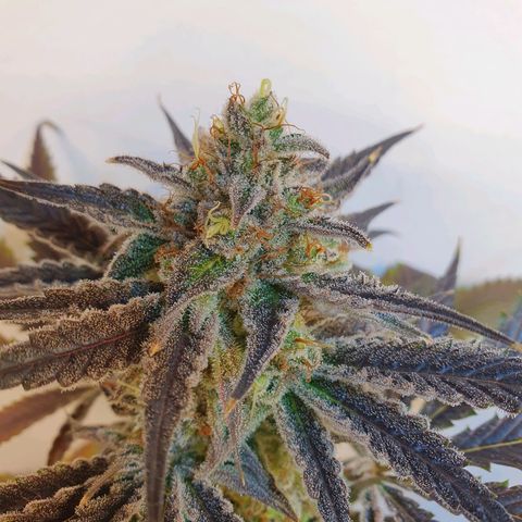 Sour Fields #2 growlog timeline photo