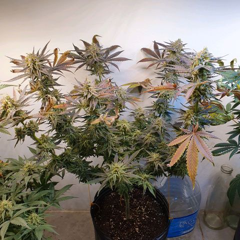 Sour Fields #2 growlog timeline photo