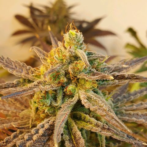 Sour Fields #2 growlog timeline photo