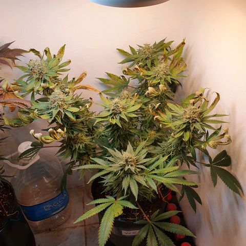White Roquefort growlog timeline photo