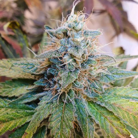 White Roquefort growlog timeline photo